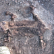 Juvenile Lystrosaurus murrayi skeleton with enveloping layer interpreted as mummified skin.